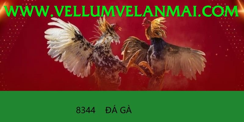 Cách Đọc Kèo Đá Gà